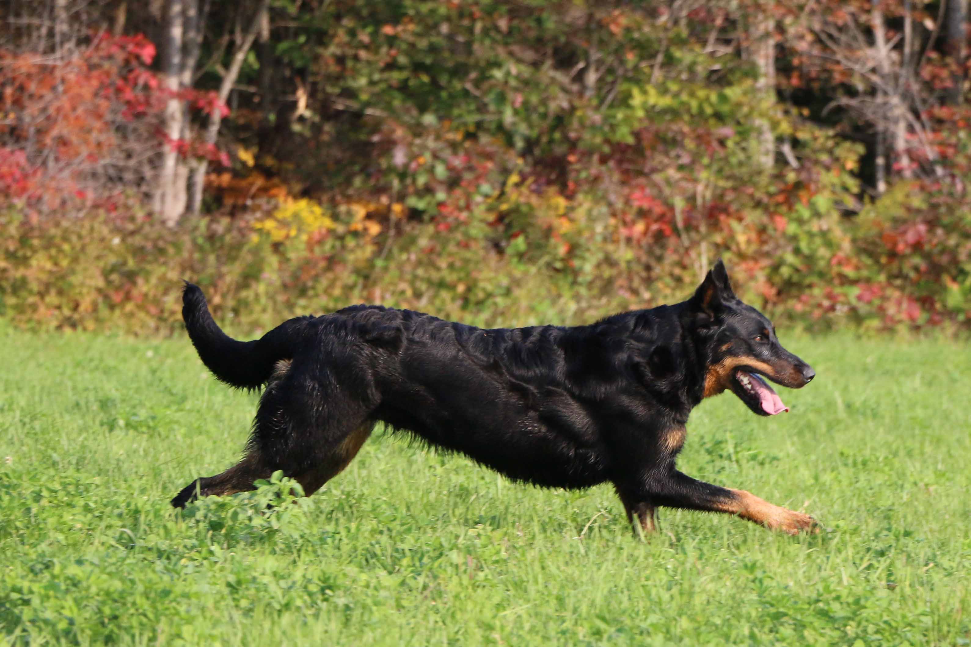 beauceron