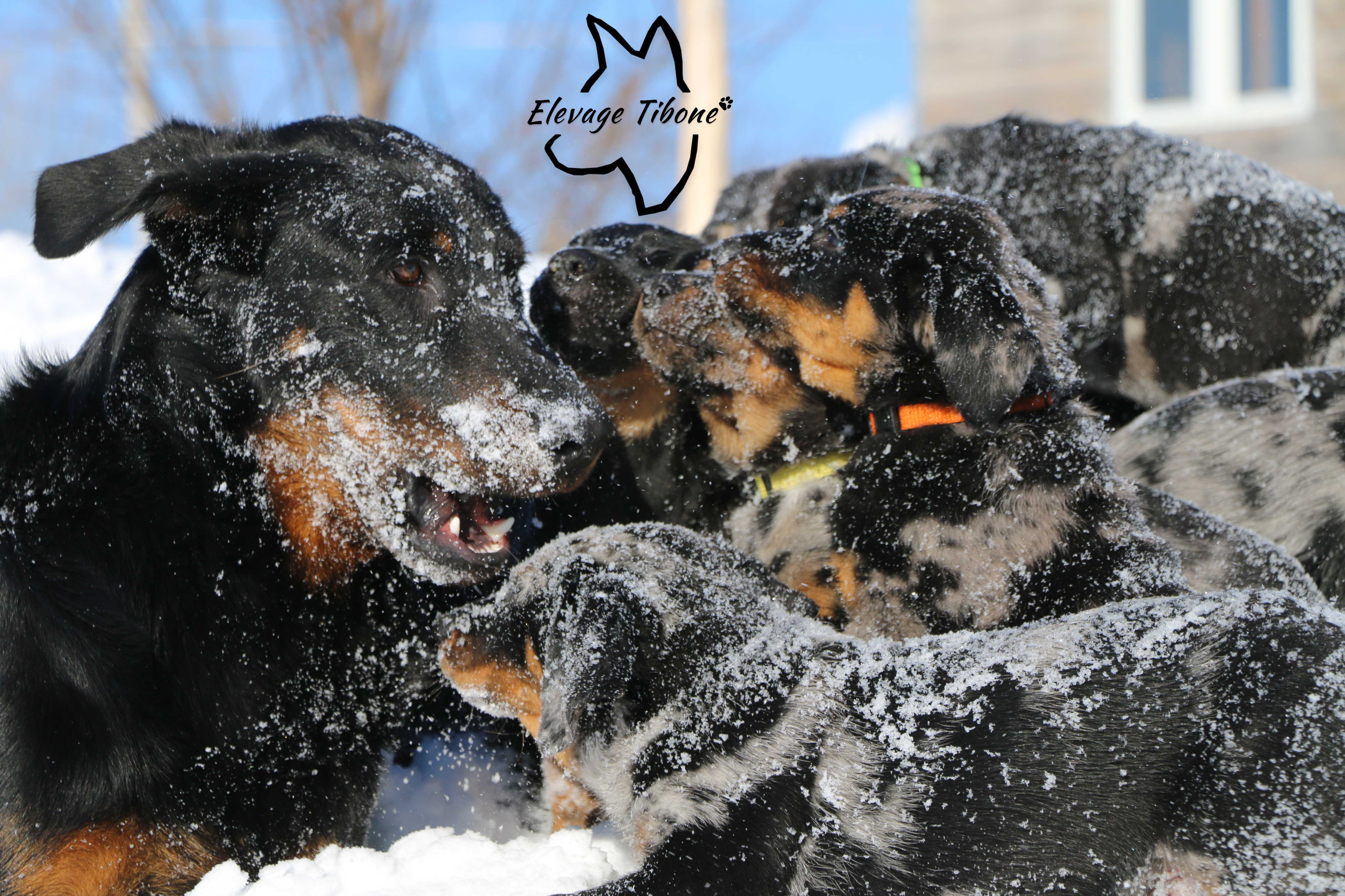 beauceron puppy