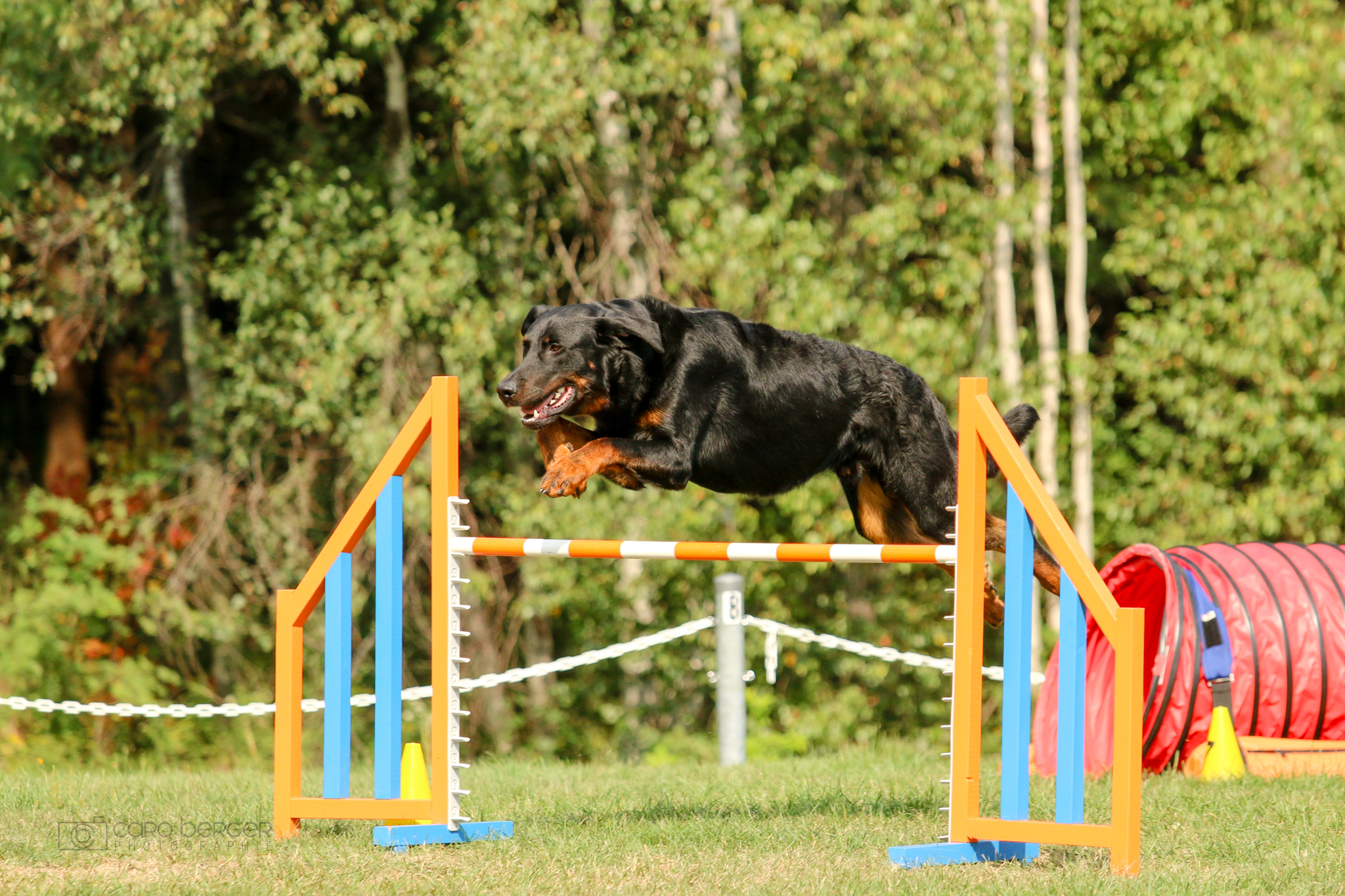 beauceron agility