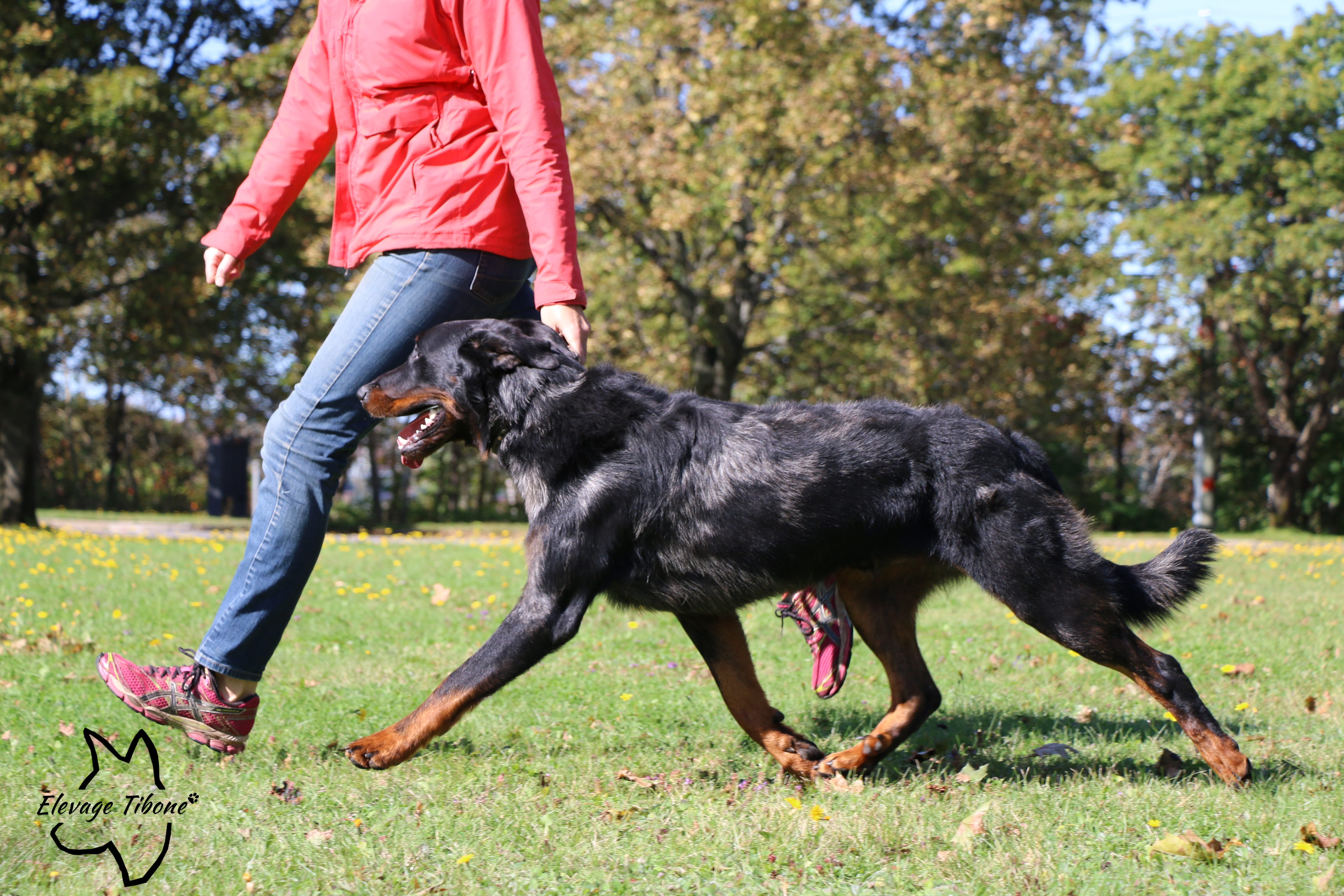 beauceron