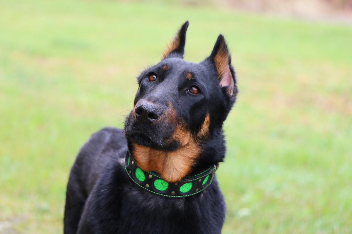 beauceron