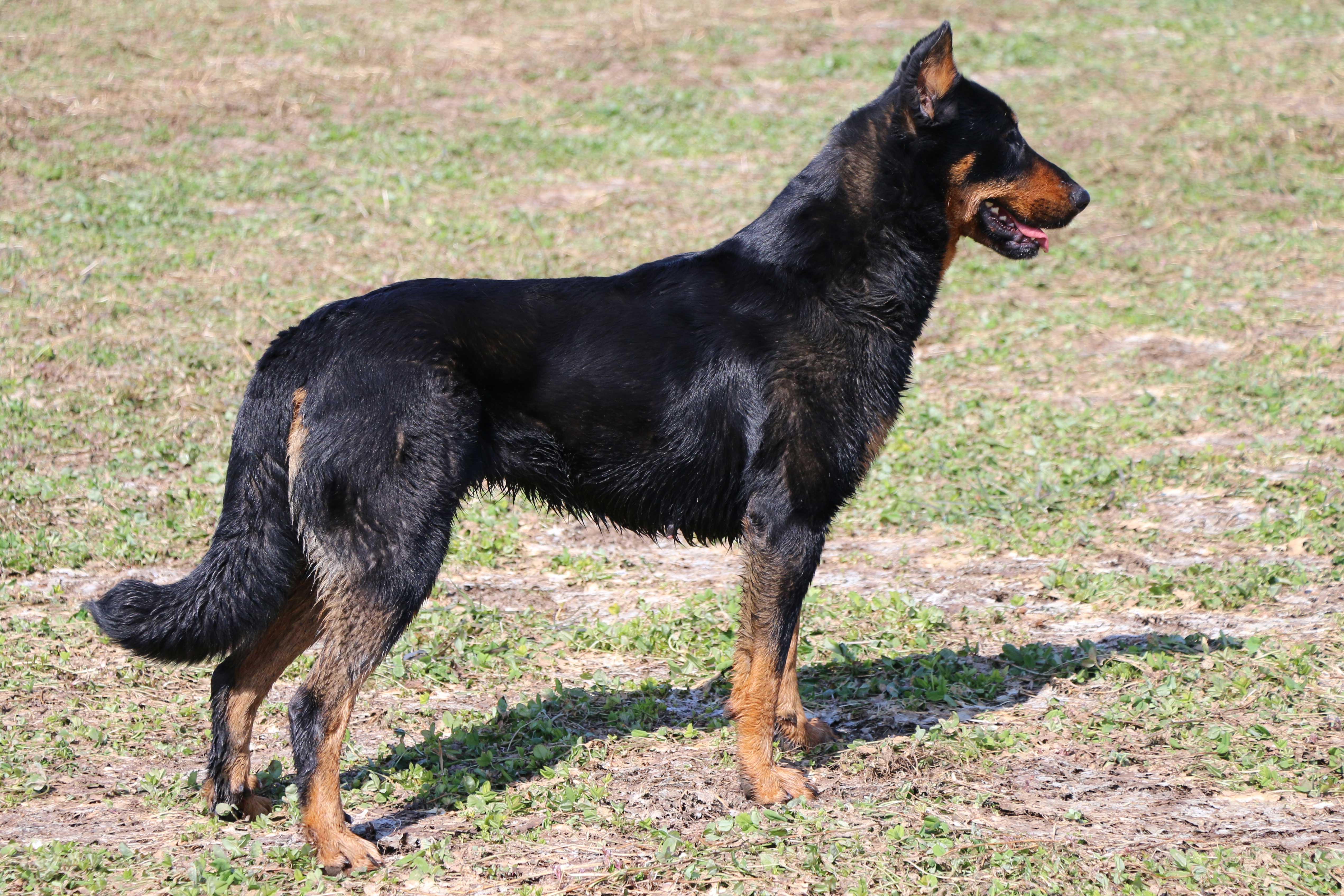 beauceron