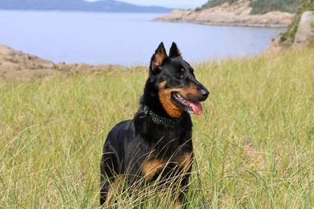 beauceron