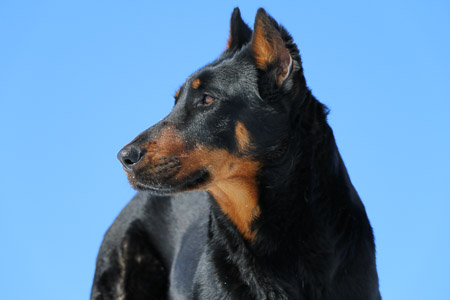 beauceron