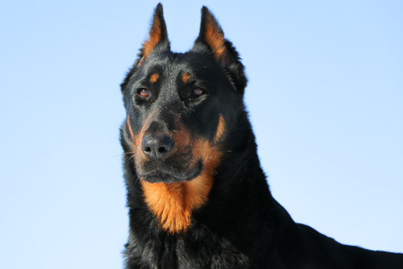 beauceron