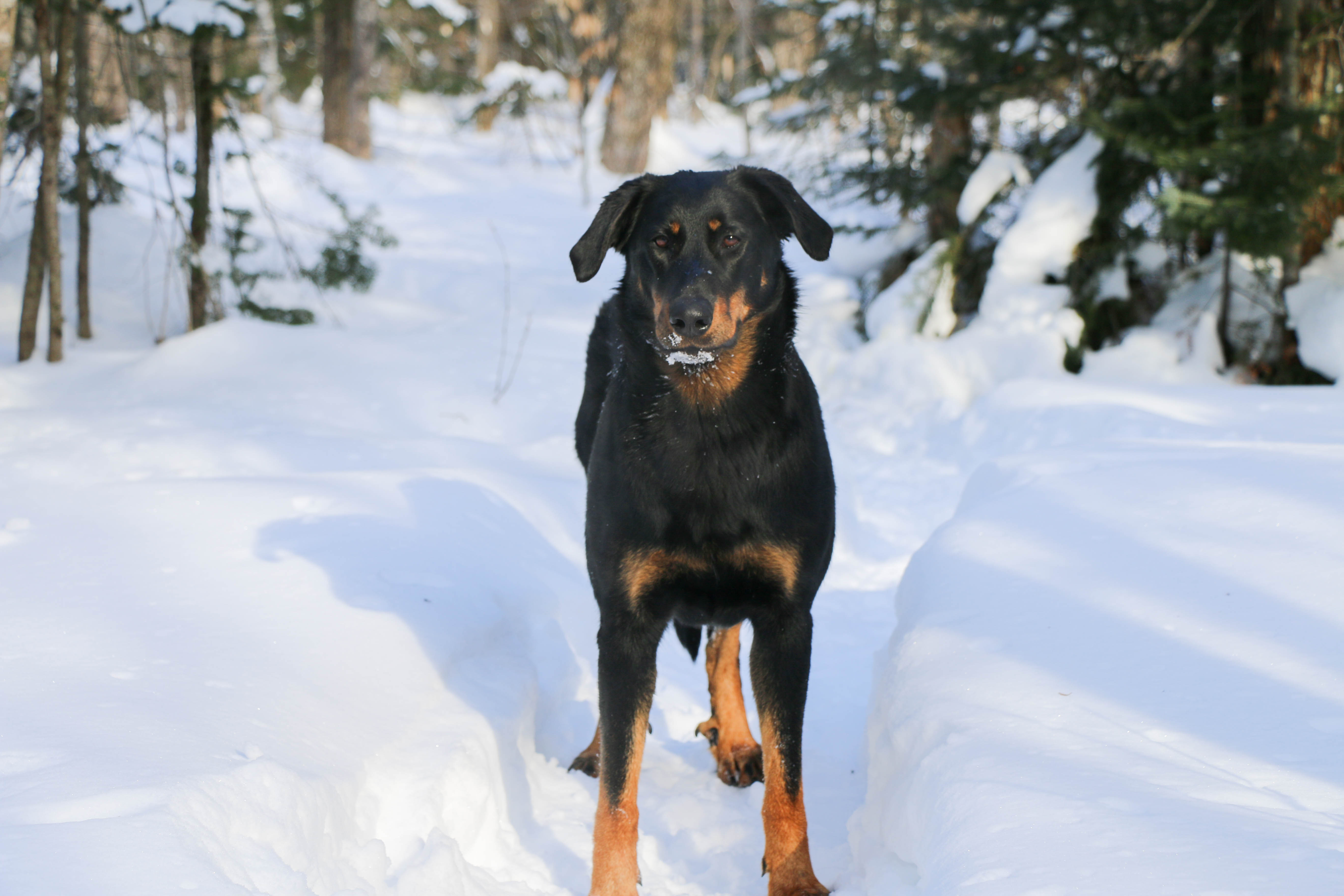 beauceron