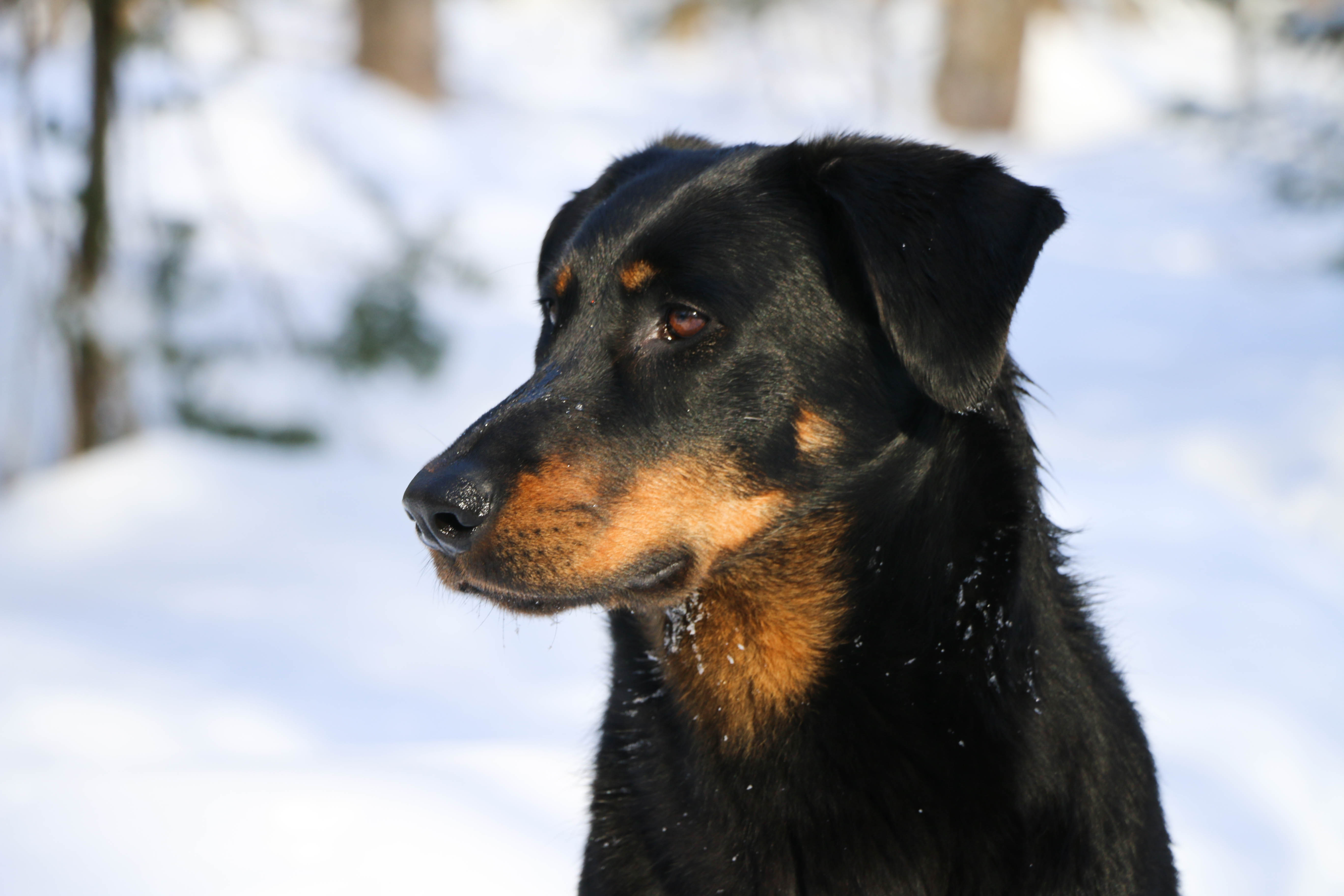 beauceron