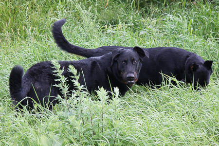 beauceron