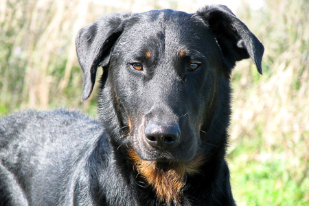 beauceron