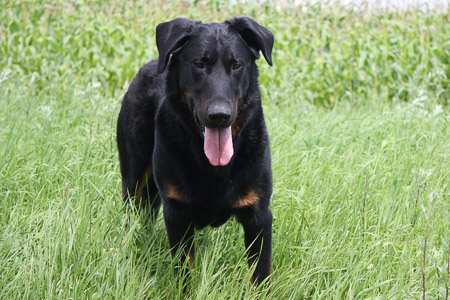 beauceron