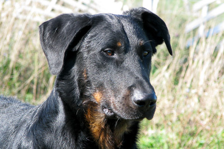 beauceron