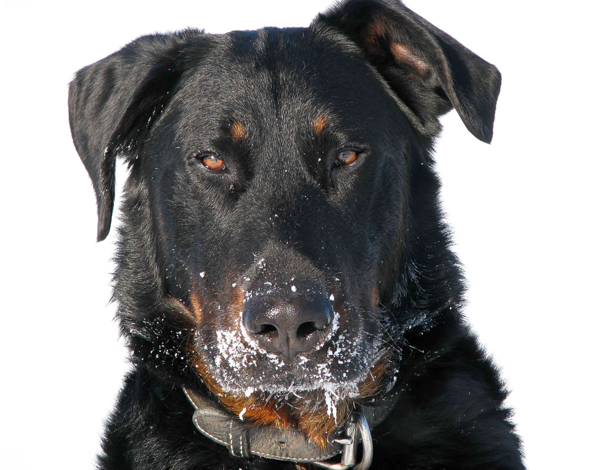 beauceron