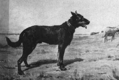 beauceron