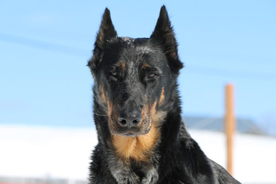 beauceron