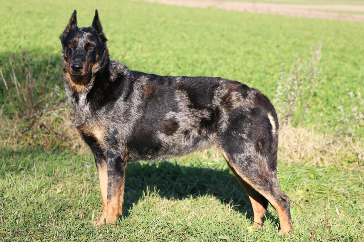 beauceron