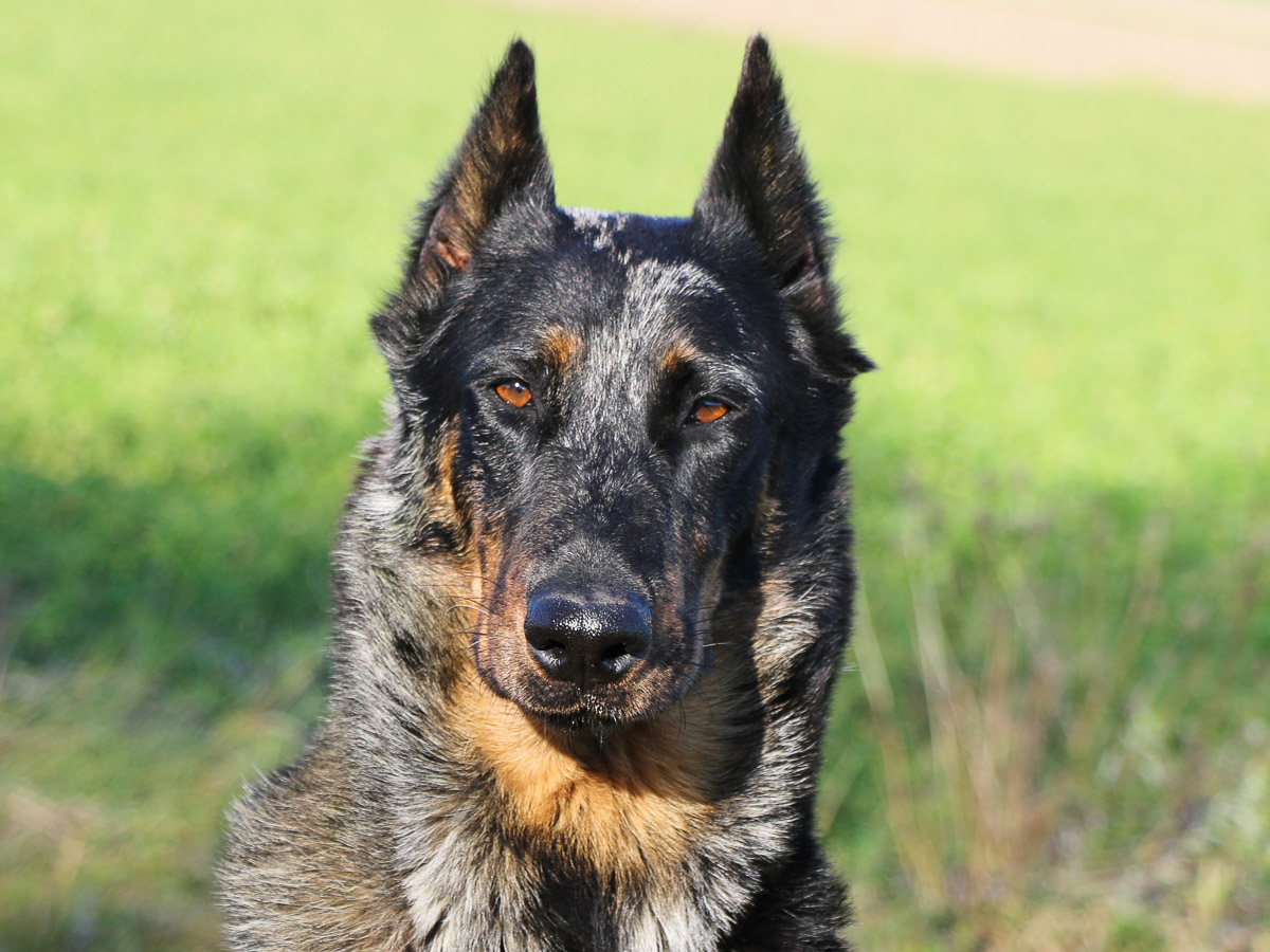 beauceron