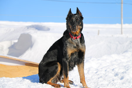beauceron