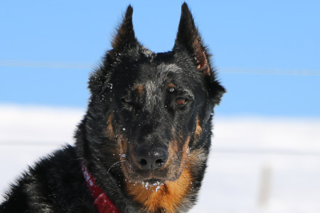 beauceron
