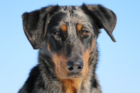 beauceron