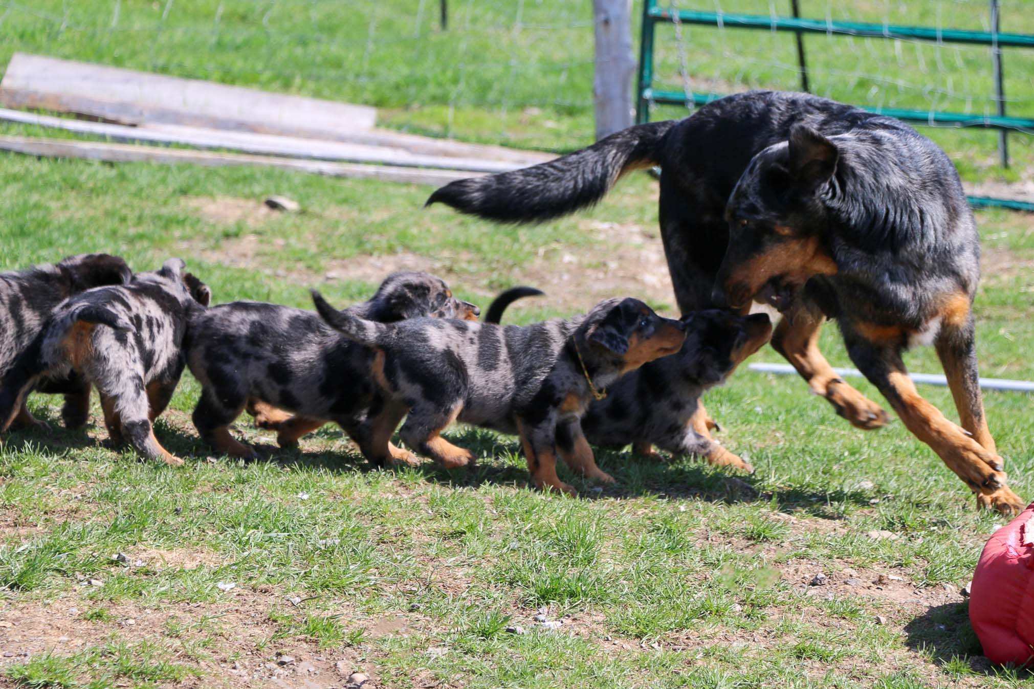 beauceron