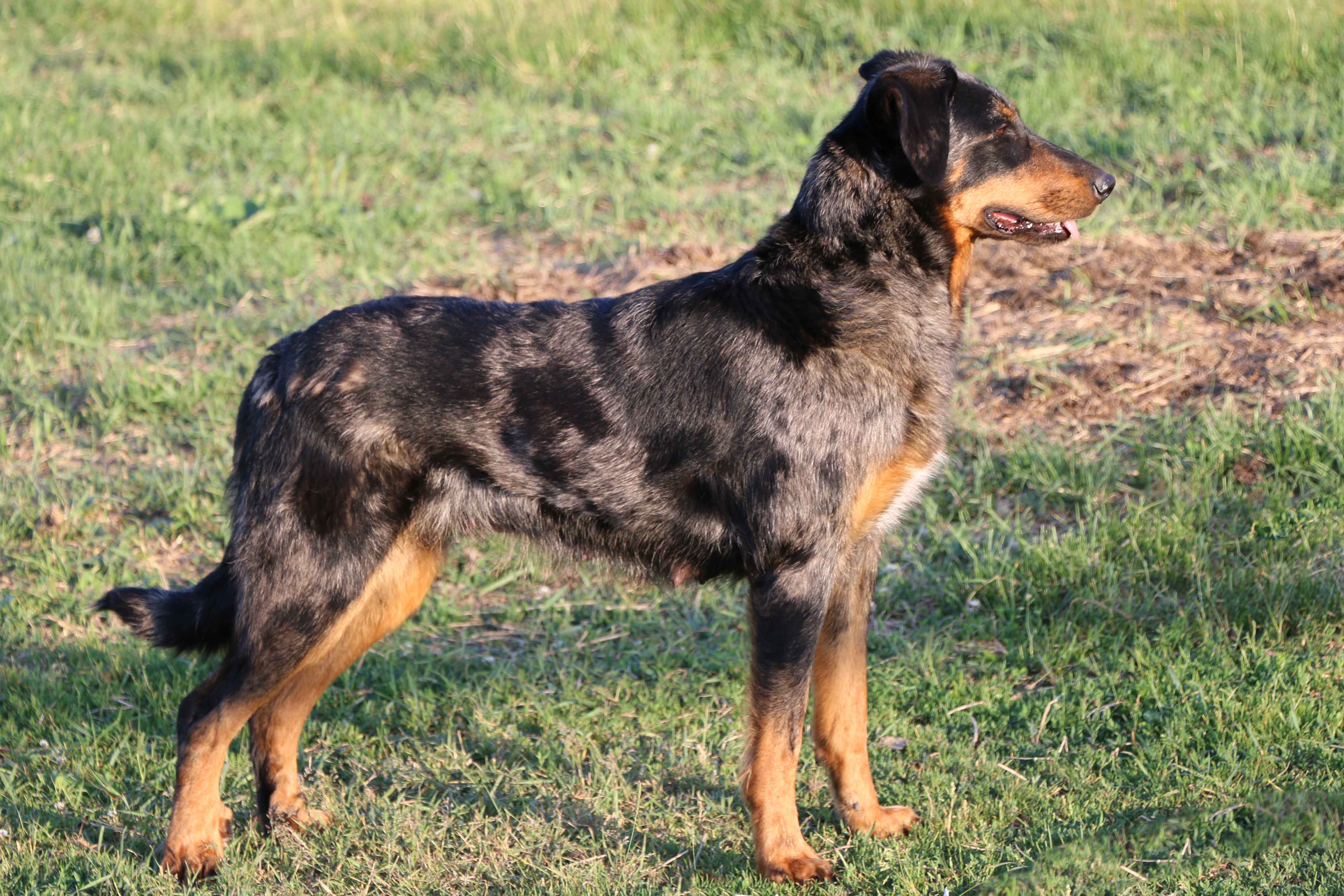beauceron