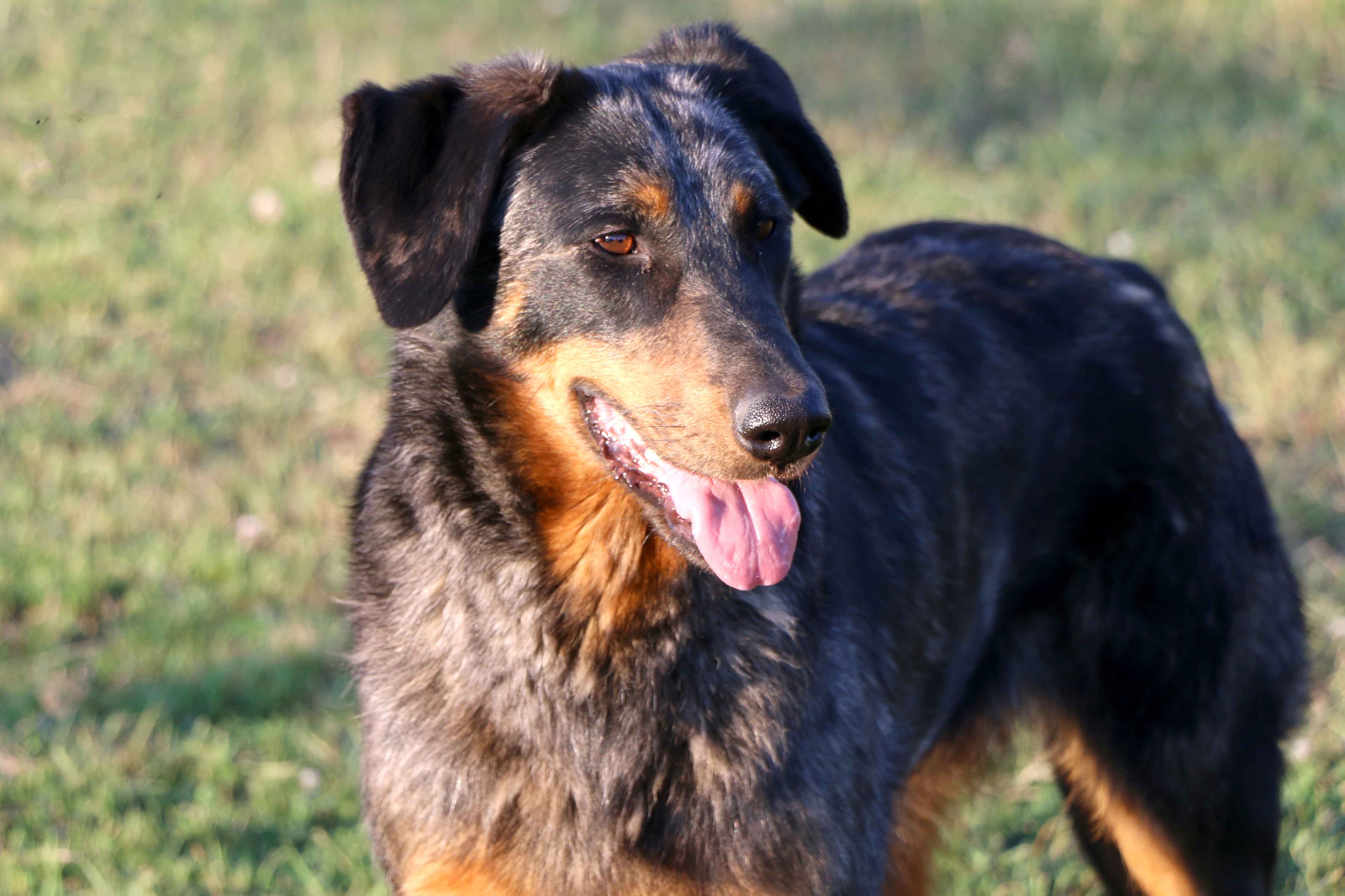 beauceron
