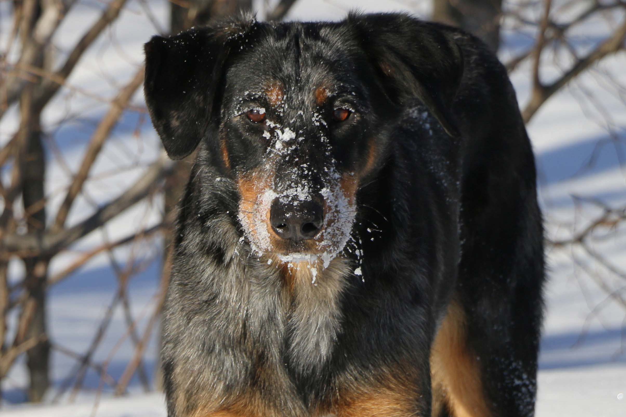 beauceron