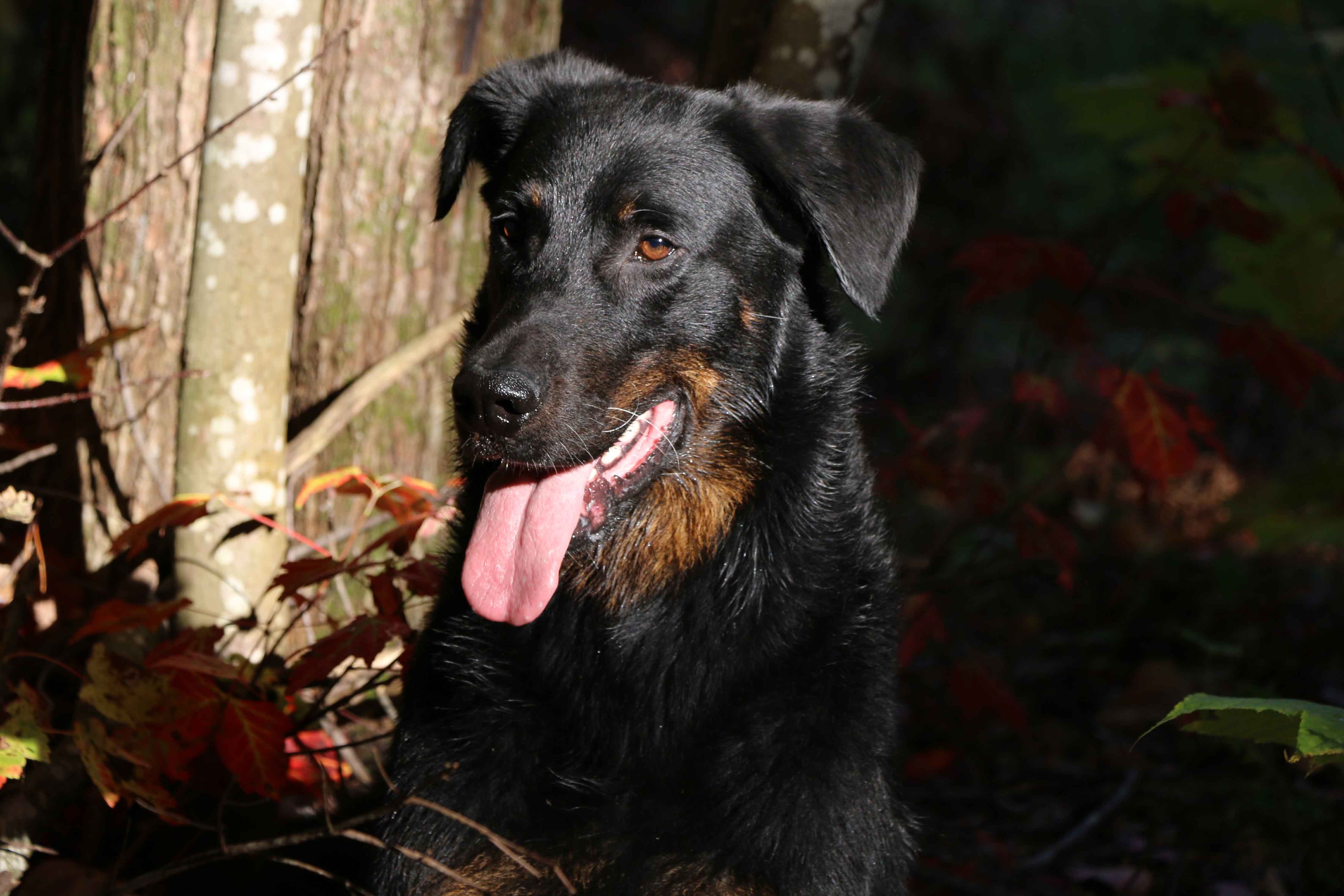 beauceron