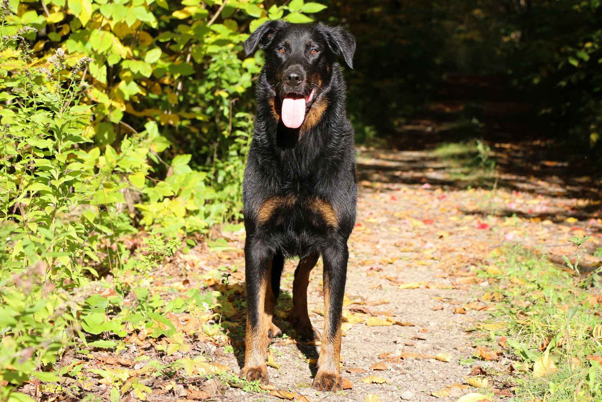 beauceron