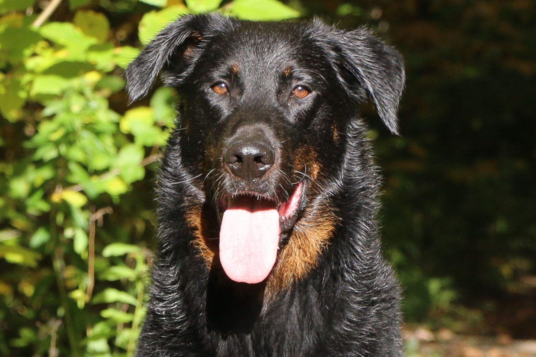 beauceron