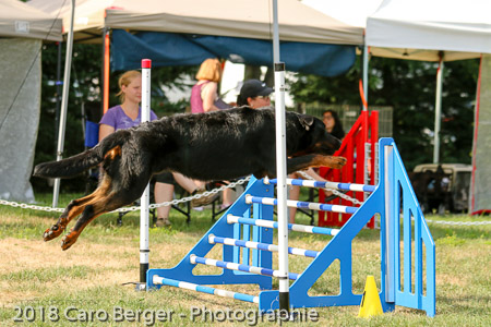 beauceron agilite