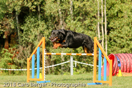 beauceron