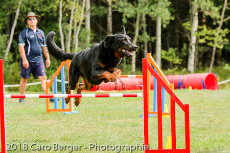 beauceron agilite