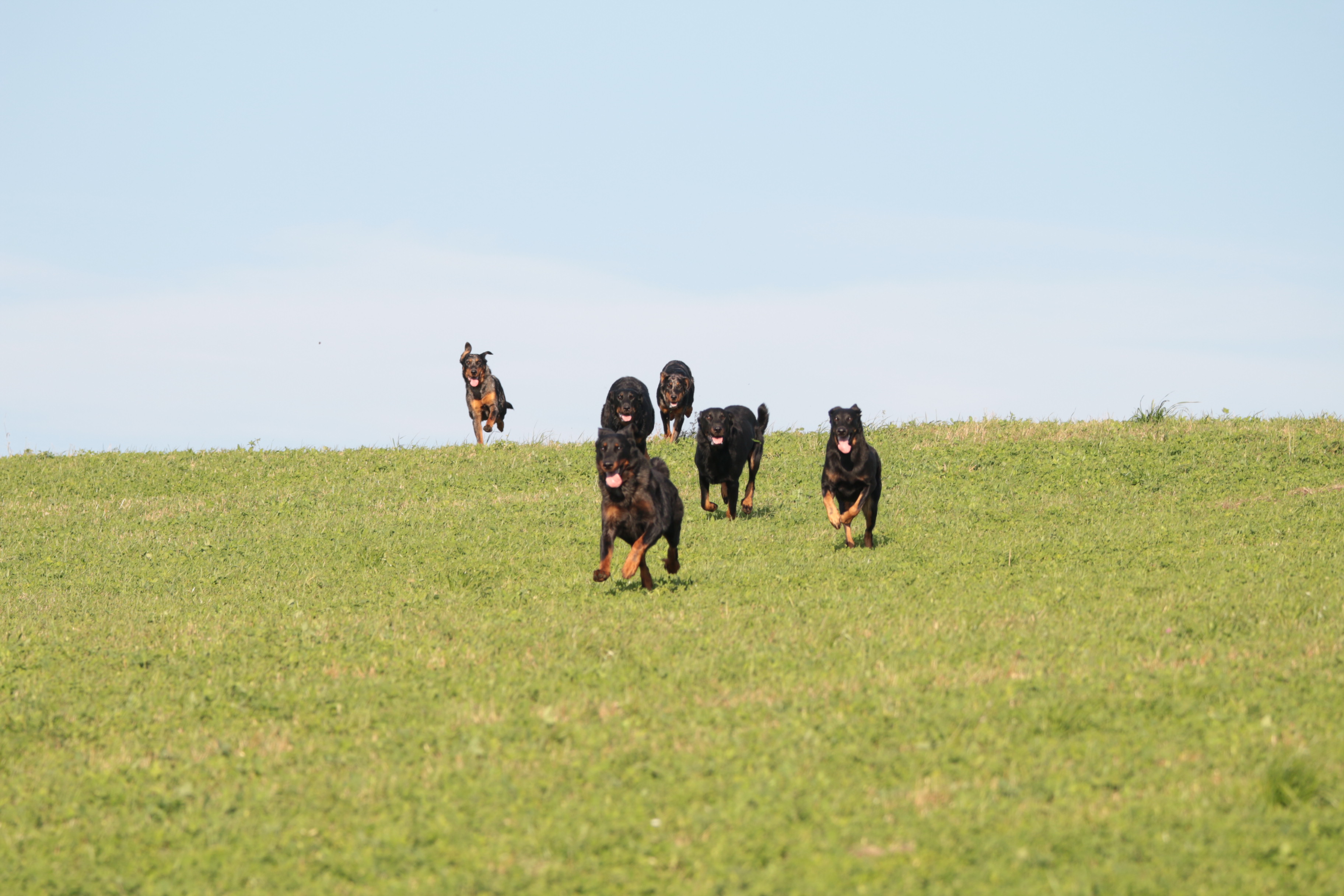 beauceron
