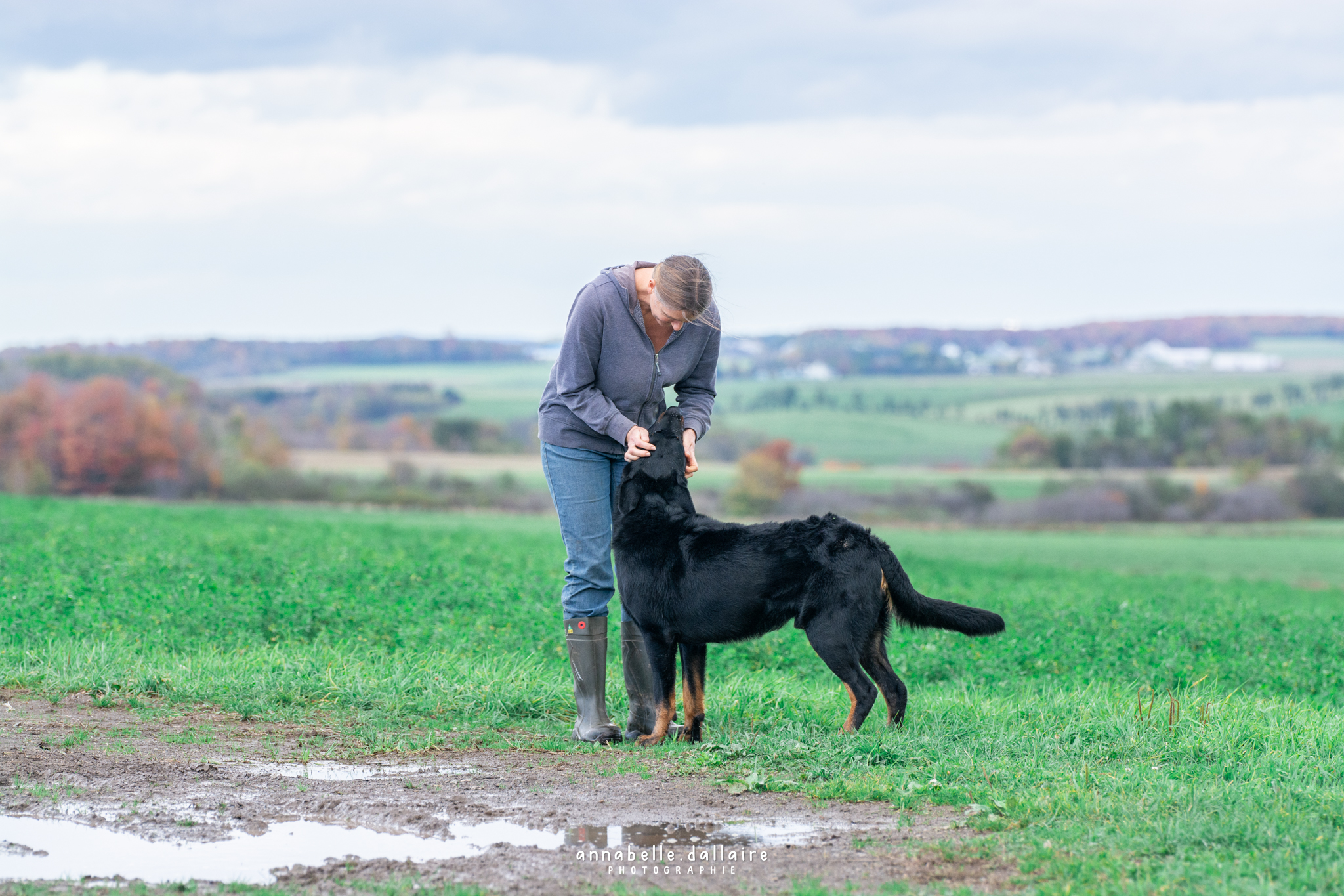 beauceron