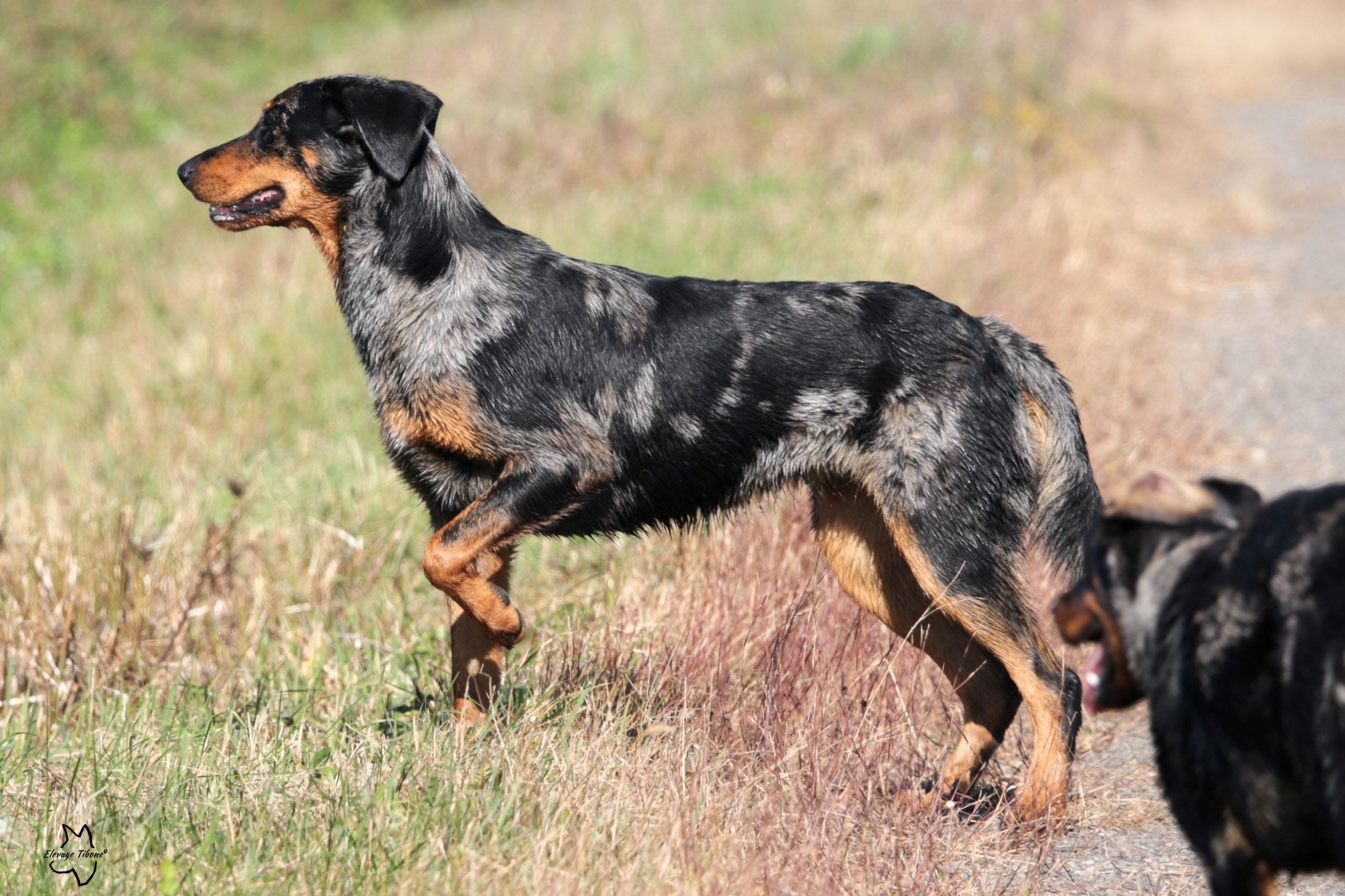 beauceron