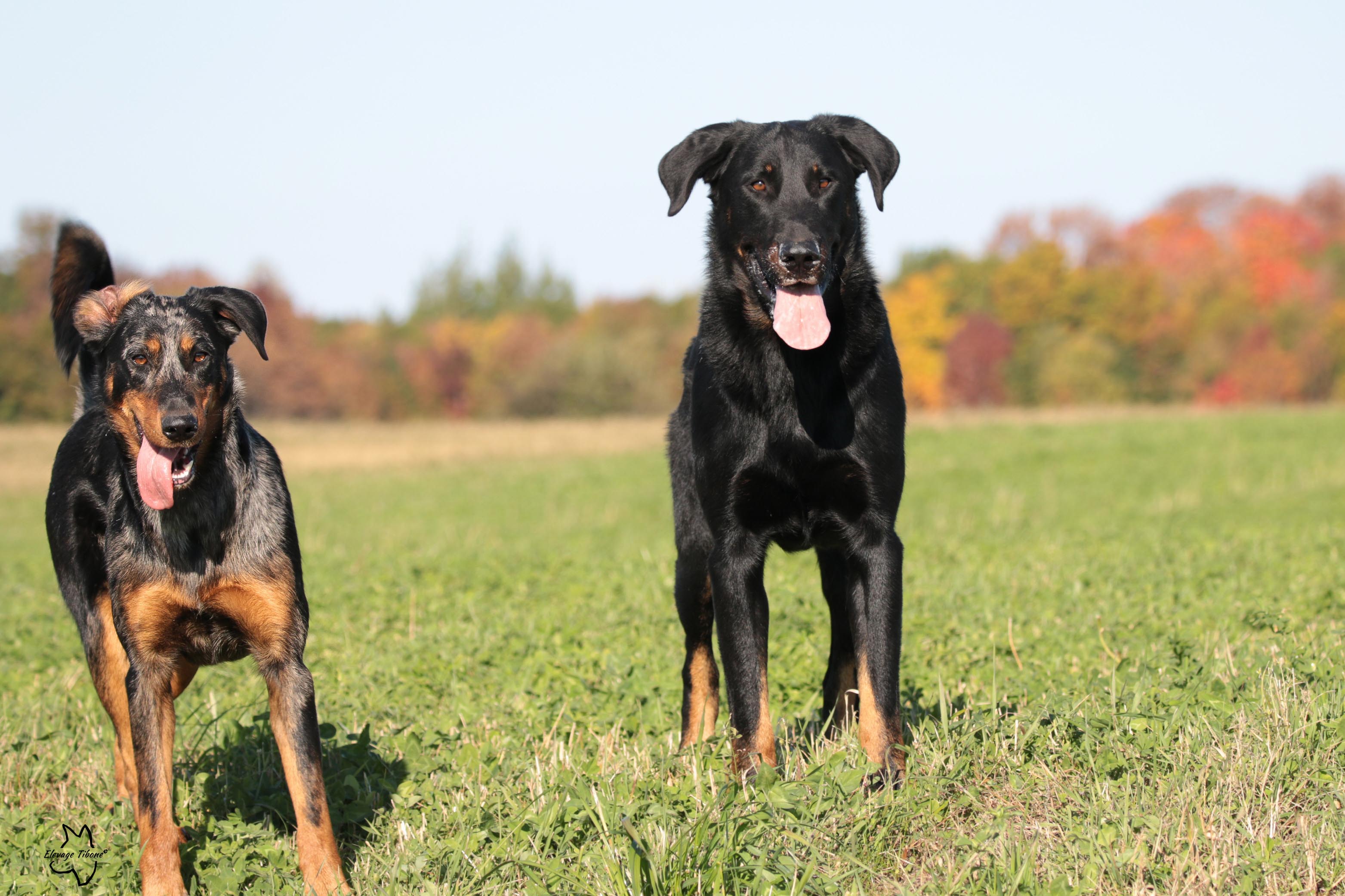beauceron