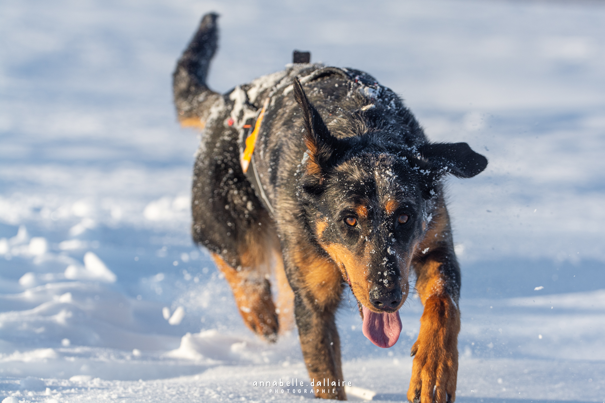 beauceron