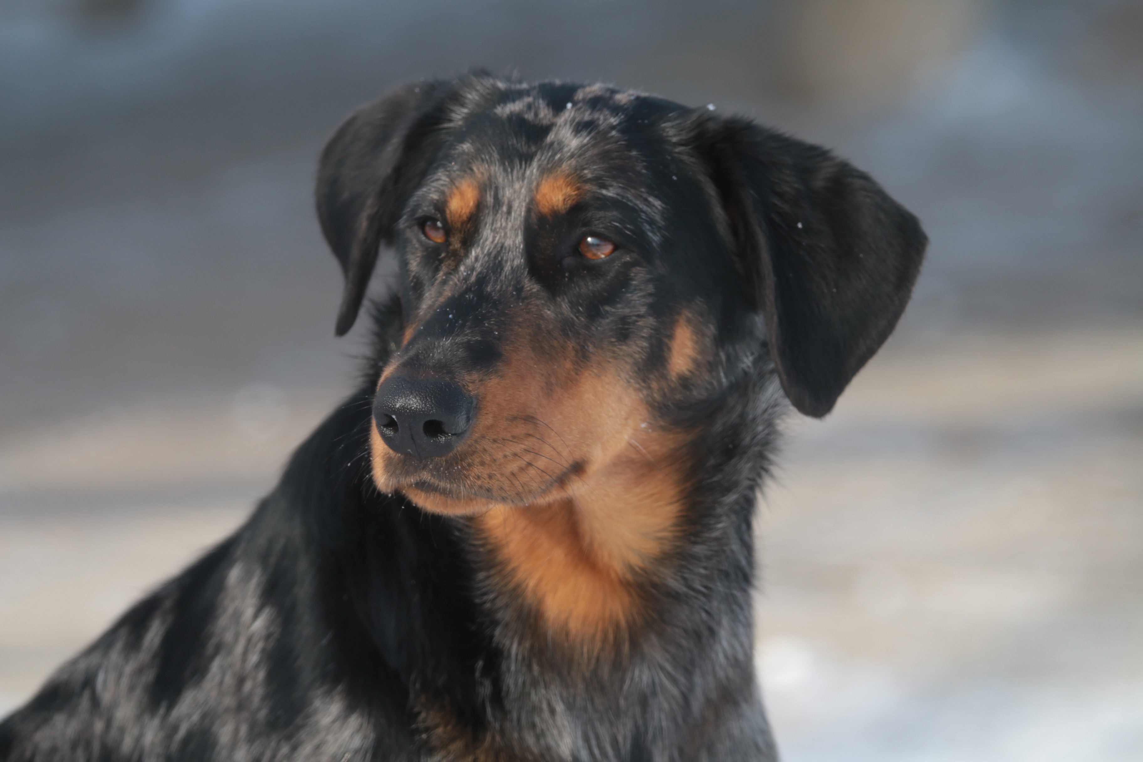 beauceron puppy for sale