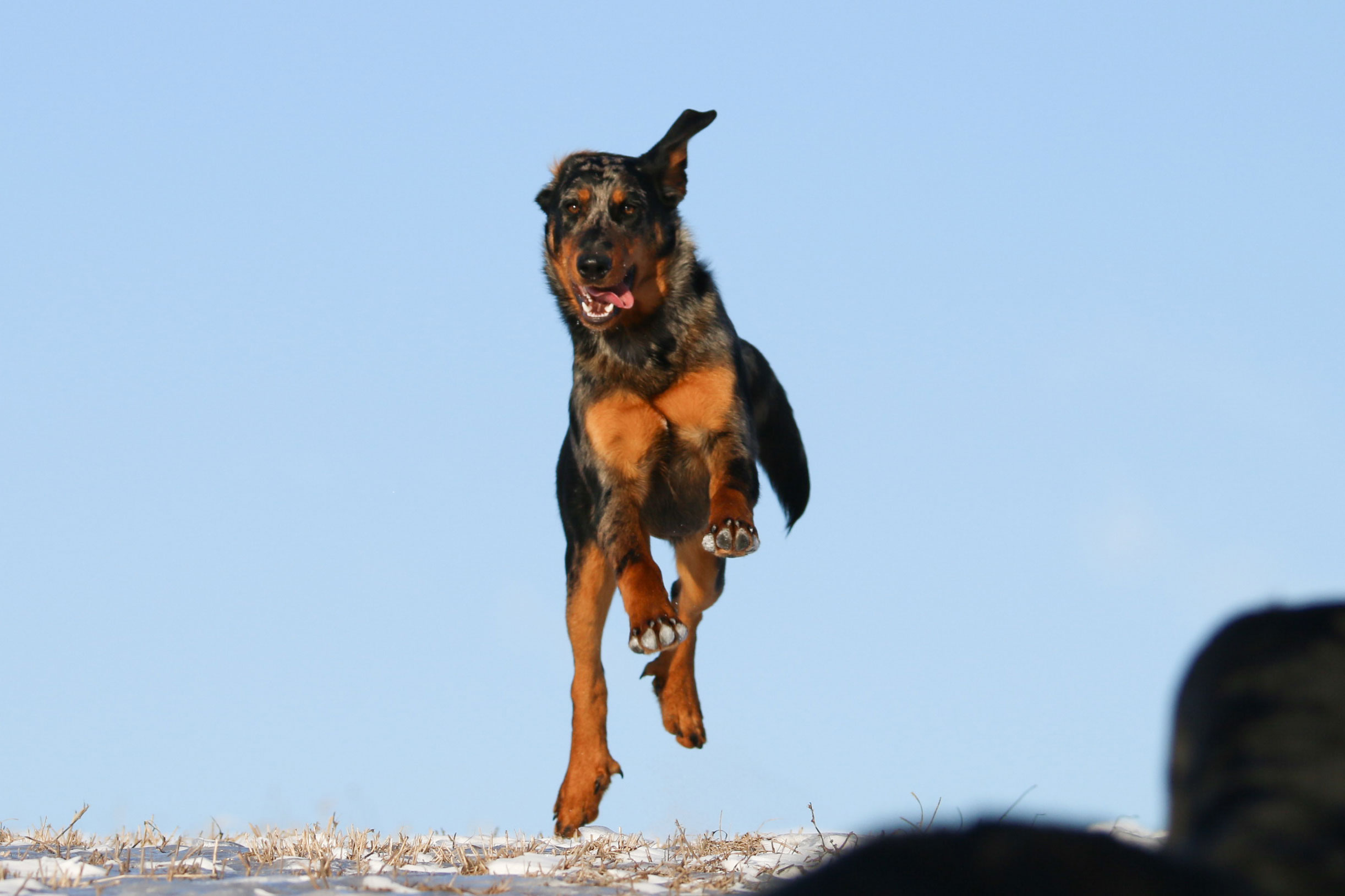 beauceron