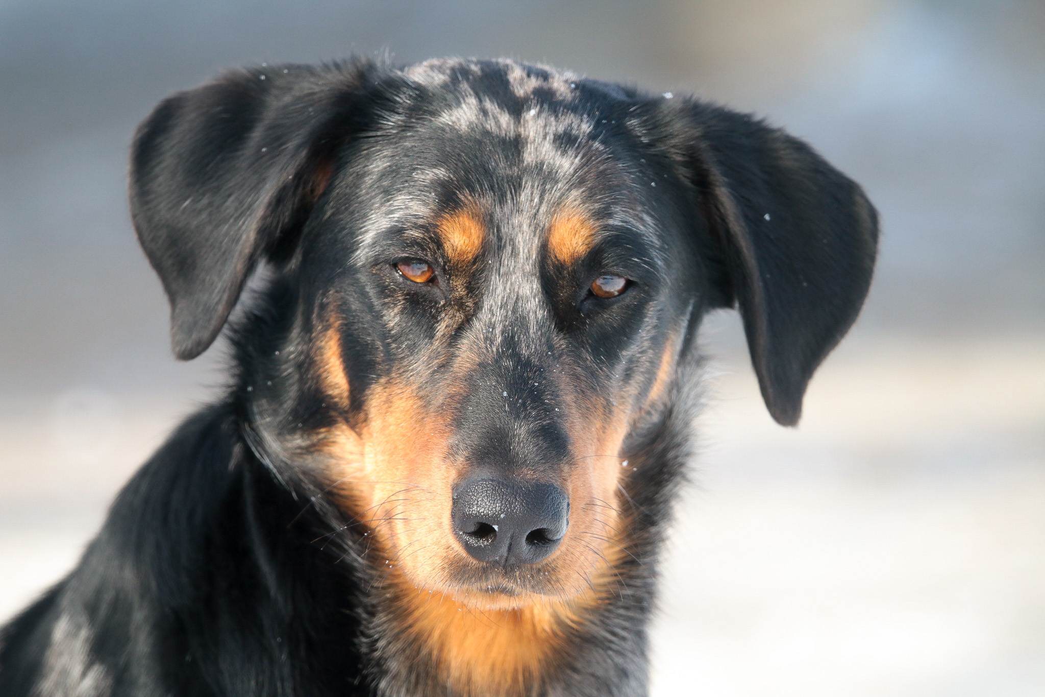 beauceron