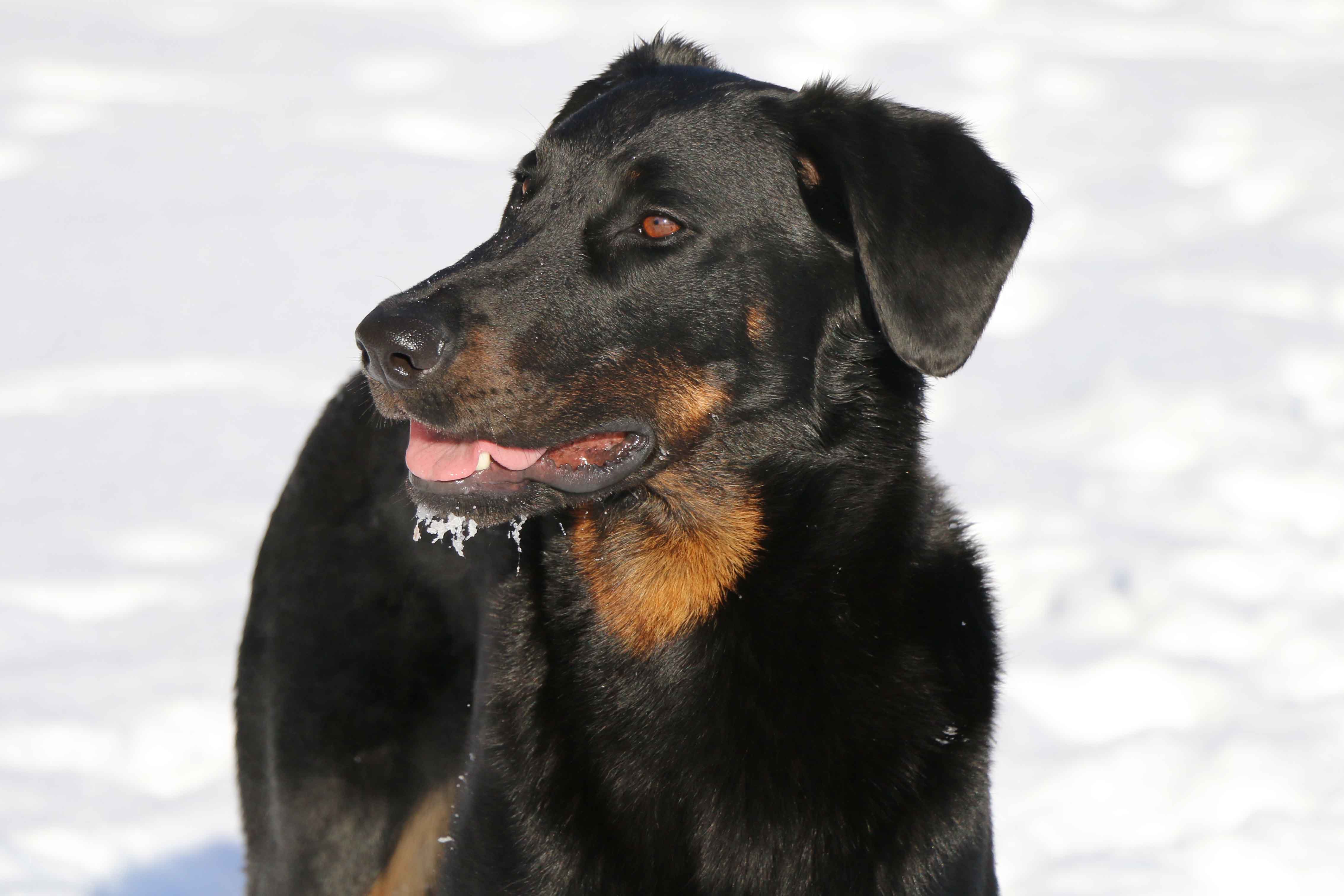 beauceron