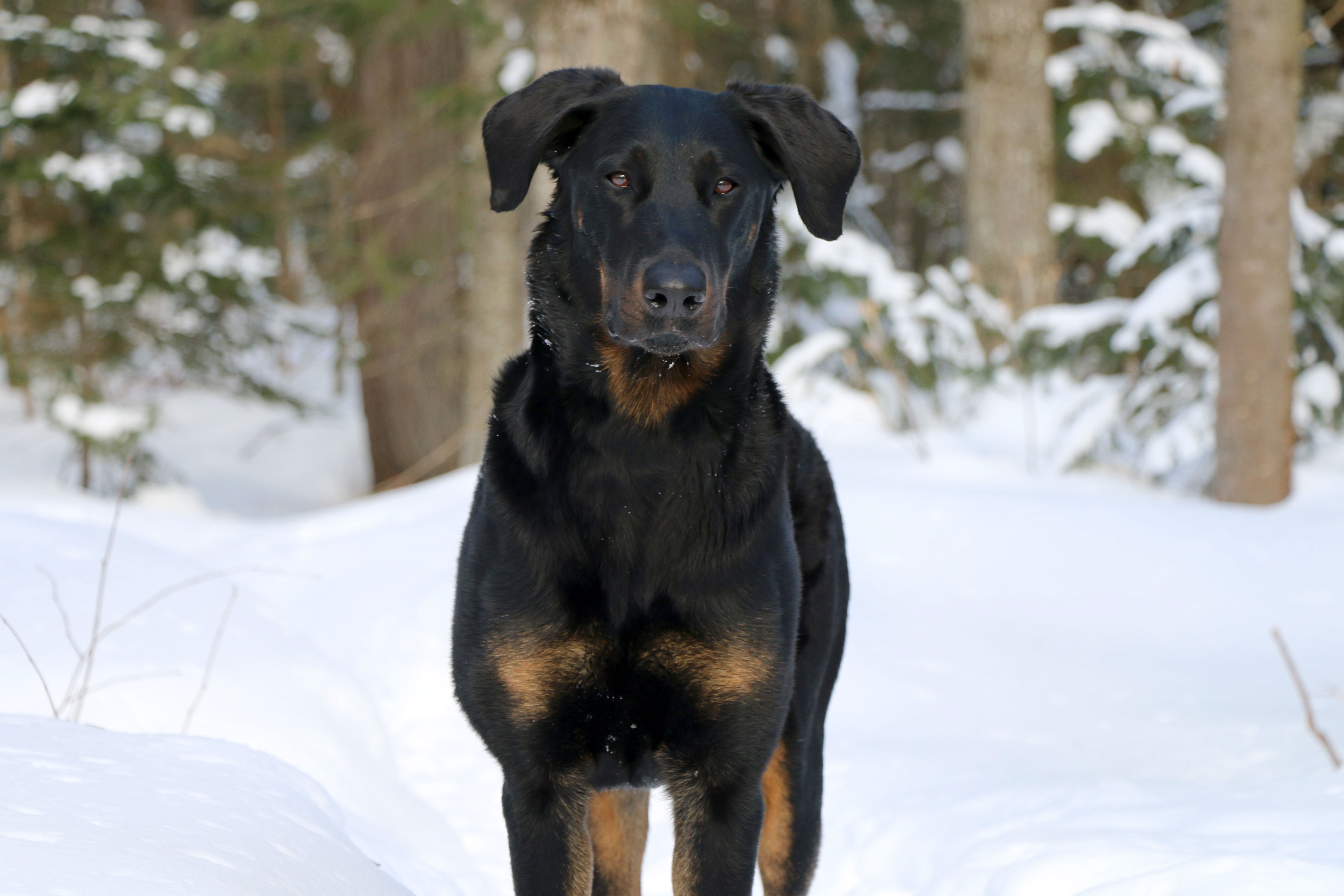 beauceron