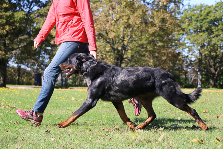 beauceron