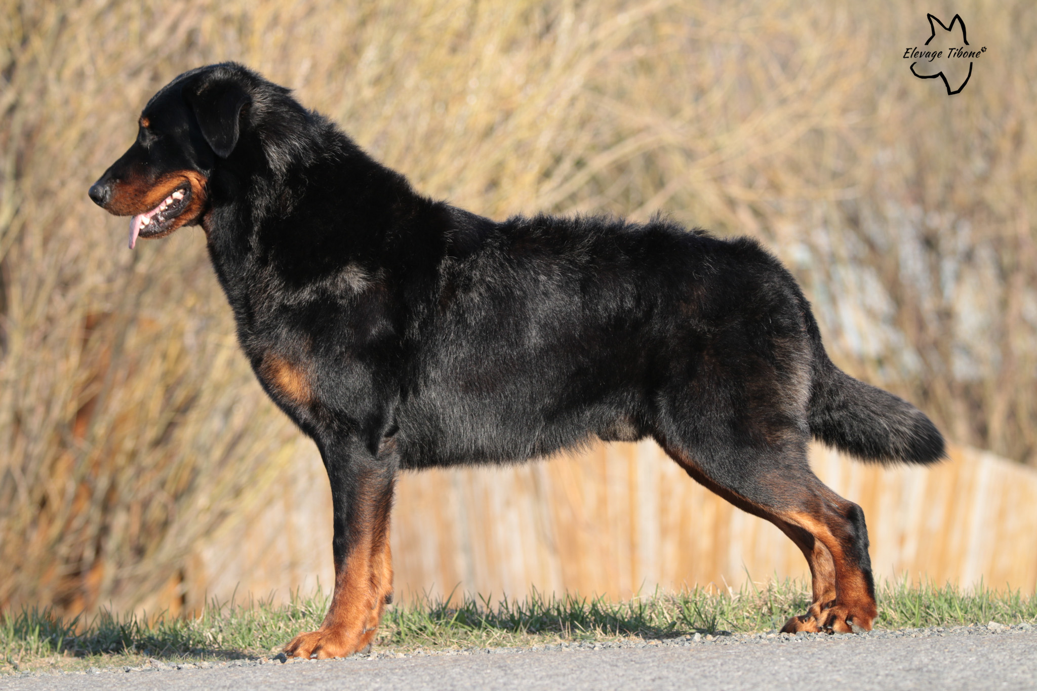 beauceron
