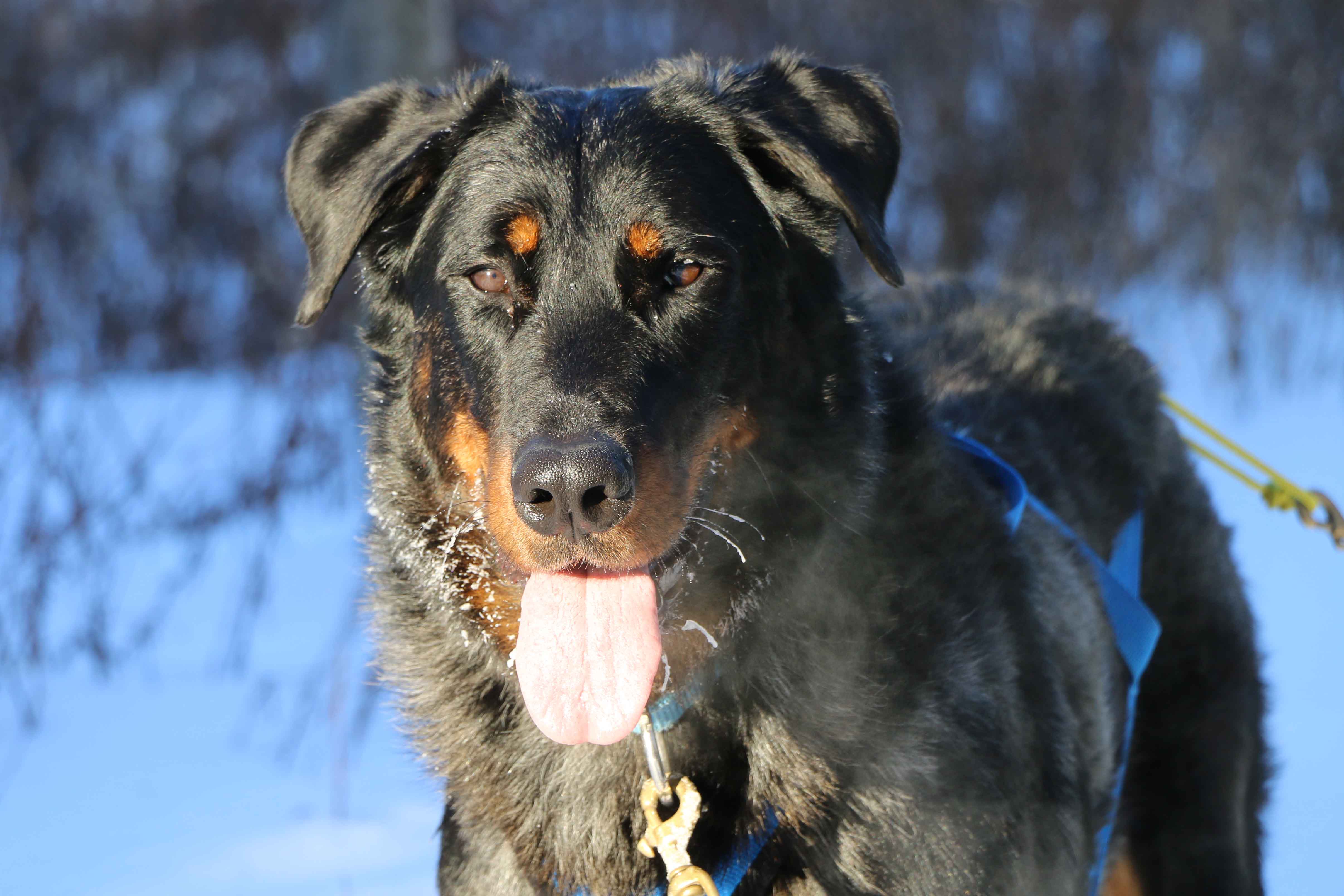 beauceron