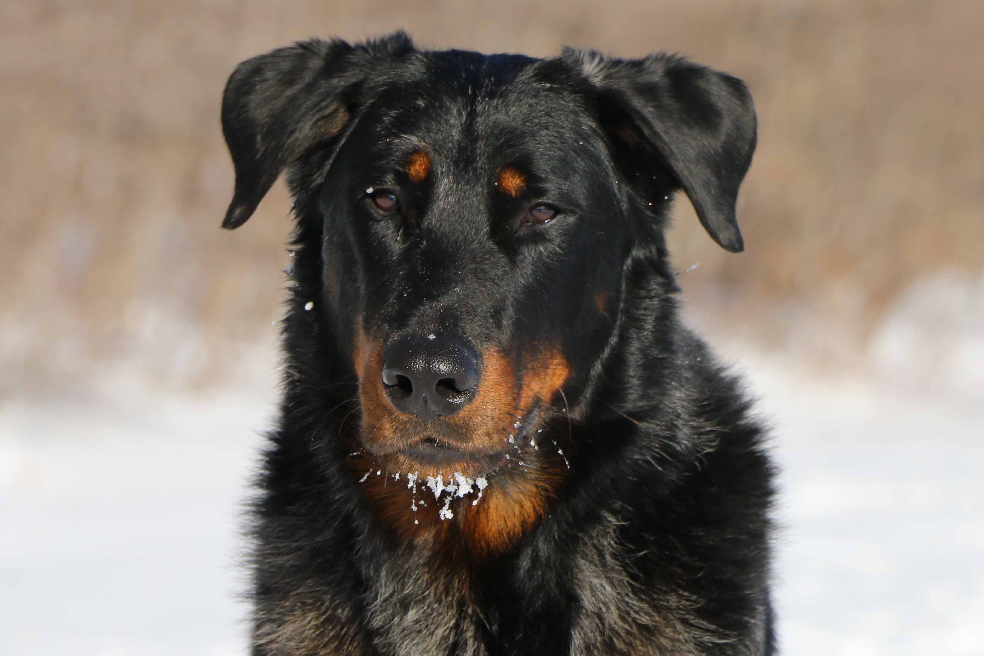 beauceron