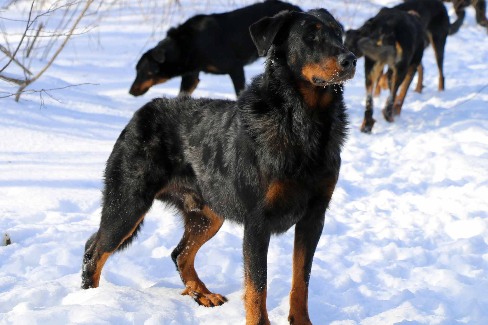 beauceron