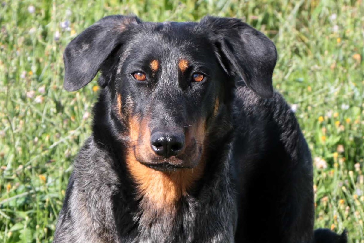 beauceron