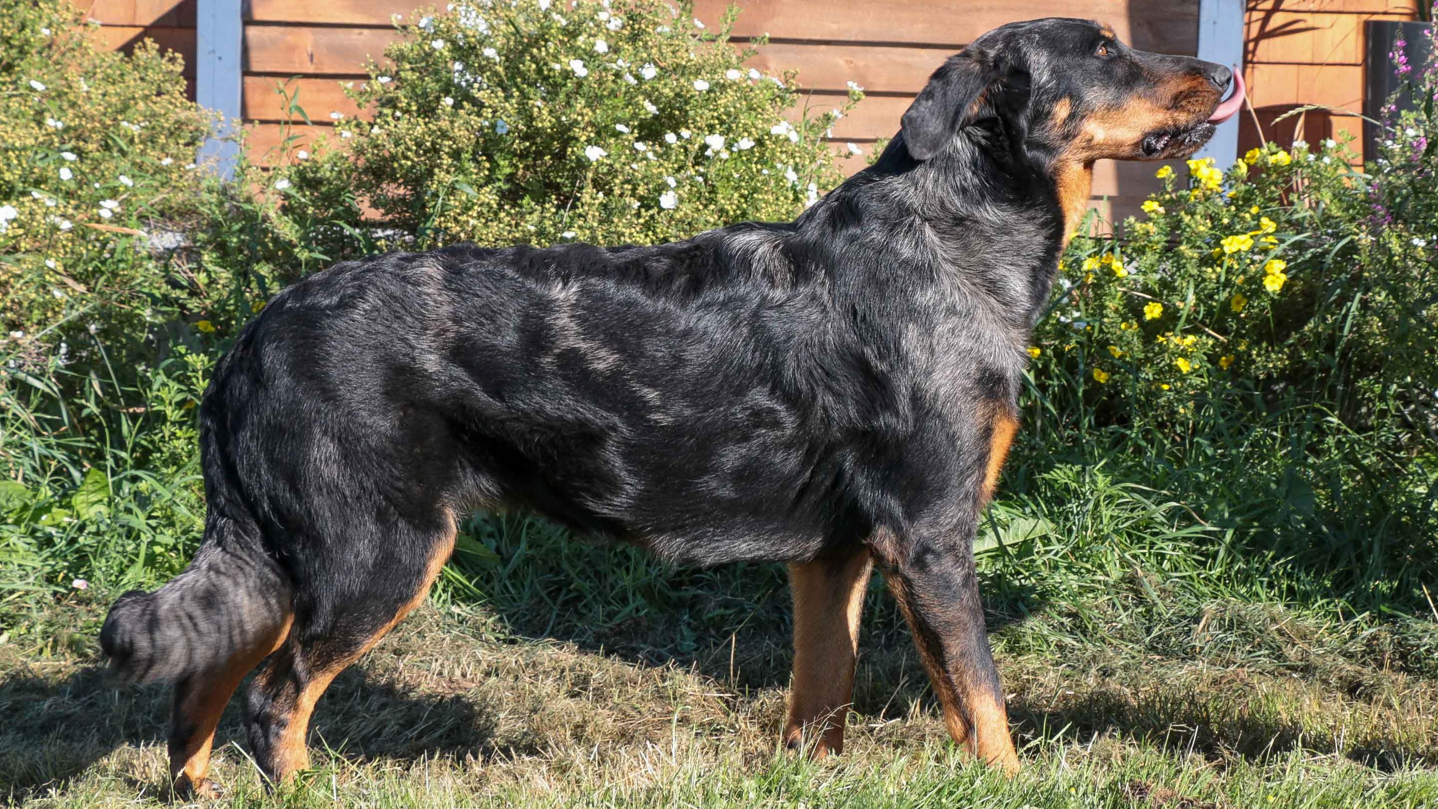 beauceron